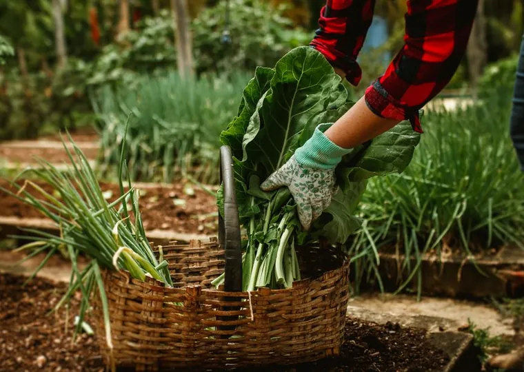 Vegetable garden